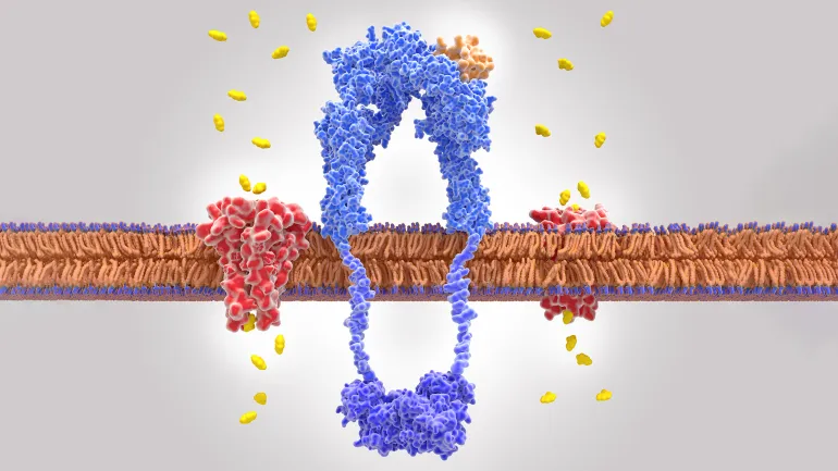 ما هي مقاومة الأنسولين؟